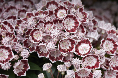 Kalmia latifolia