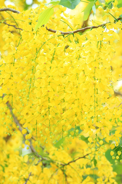 黄金雨树