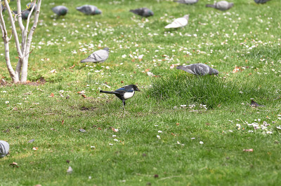 鹊科的喜鹊在公园里吃草，周围是鸽子