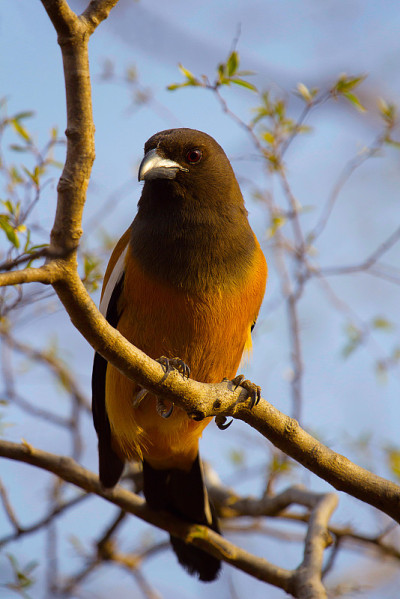 Rufous Treepie, Dendrocitta vagabunda, ranthambore