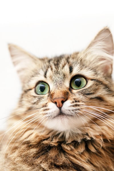 漂亮的猫