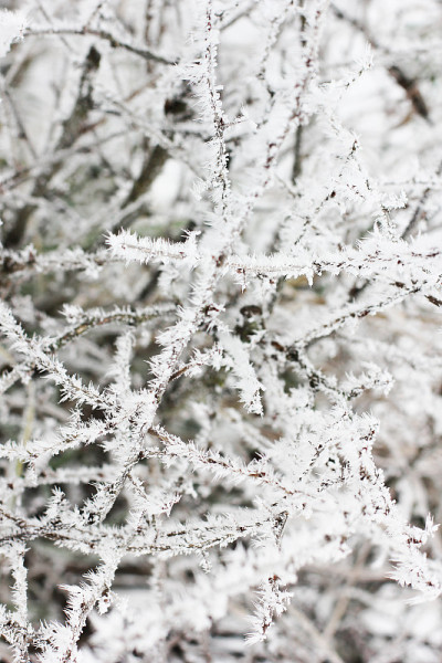 树枝在雪地里。冬天