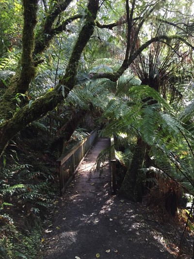 Maits Rest Rainforest Walk