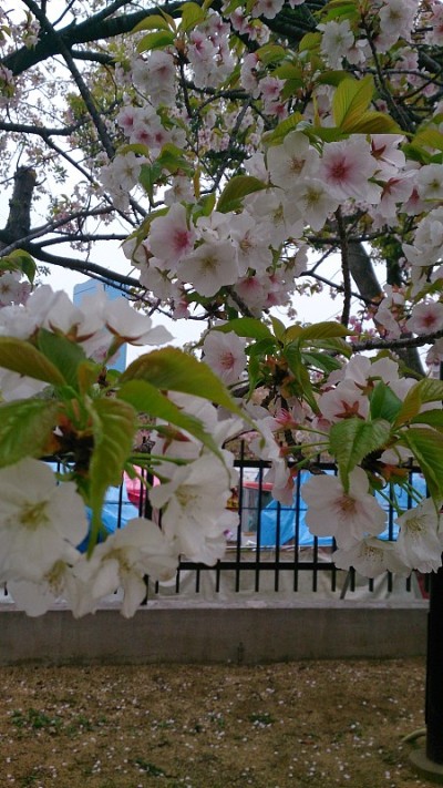 桃花源春
