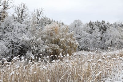 多伦多郊区下大雪