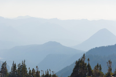山景和树木