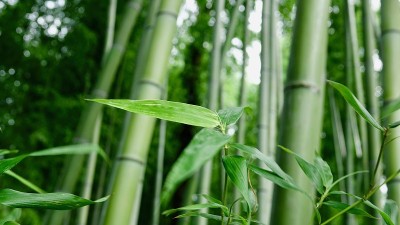 竹福勒斯特