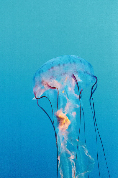 紫色条纹水母，Chrysaora colorata