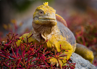 The land iguana sitting on the rocks.