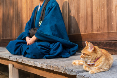 一个和尚和一只猫在寺庙里