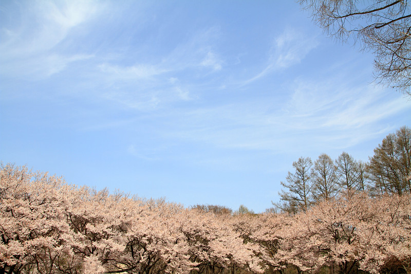 日本高藤的樱花