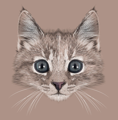 插图肖像家猫