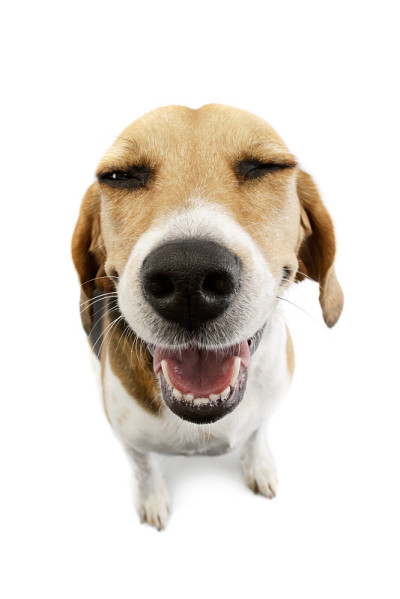 工作室拍摄的可爱的小猎犬