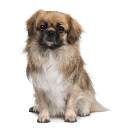 前面的西藏猎犬坐