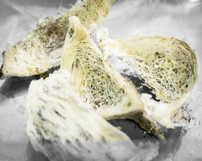 Edible-nest金丝燕。