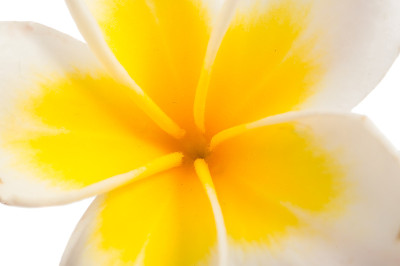 鸡蛋花花孤立