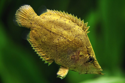 亚马逊叶鱼(Monocirrhus polyacanthus)