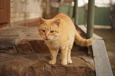 红猫站在家门口，姜宠物。
