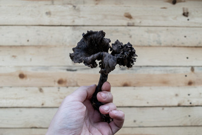 一个新鲜的黑鸡油菌