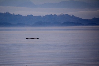 夏洛特女王海峡
