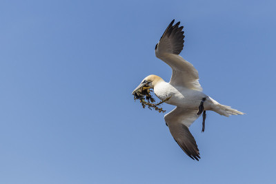 德国北海黑戈兰岛上野生野鸟Morus bassanus - Northern Gannet。背景是很