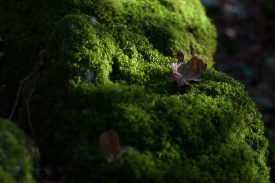 苔藓椅