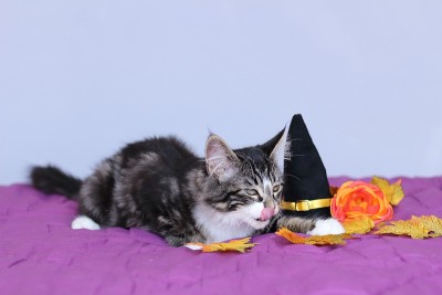 一只黑貂猫，一只黑貂猫，一只黑貂猫，一只黑貂猫，一只黑貂猫，一只黑貂猫，一只黑貂猫，一只黑貂猫，一只