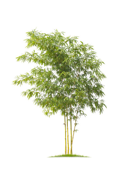 竹子。孤立的树在白色的背景。