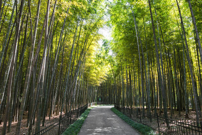 竹林