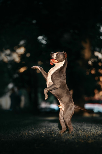 户外用后腿站立的美国比特犬