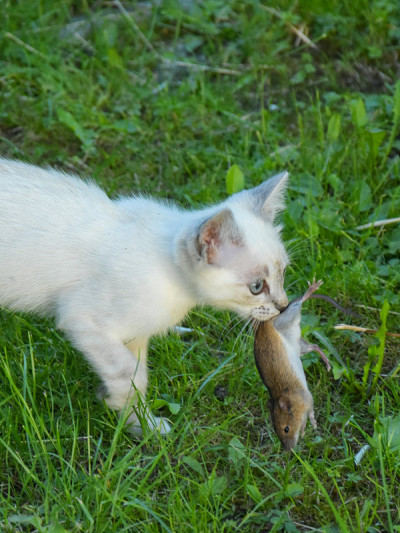 小猫和老鼠