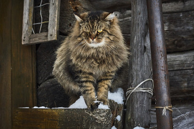 愤怒的西伯利亚猫特写肖像
