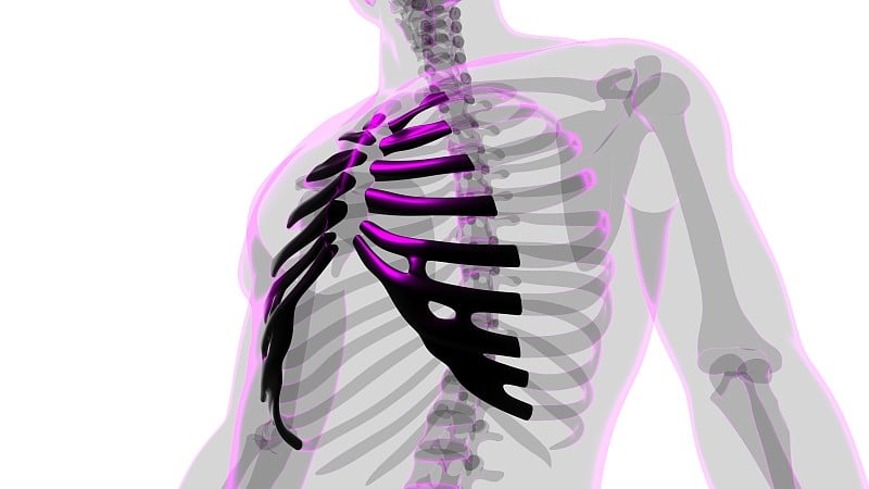 人体骨骼解剖肋软骨三维渲染
