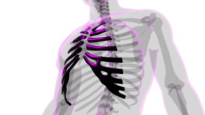 人体骨骼解剖肋软骨三维渲染