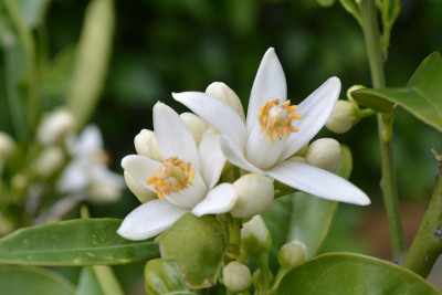 香橙花