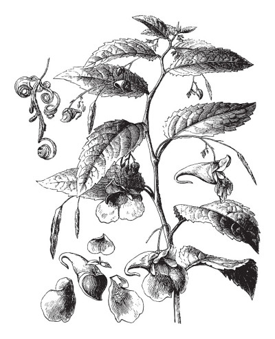 不要碰我的香脂(凤仙花)-复古插画