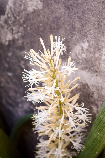 Sansevieria cylindrica Bojer 花
