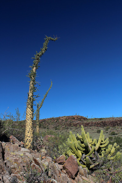 Boojum Baum - Fouquieria columnaris