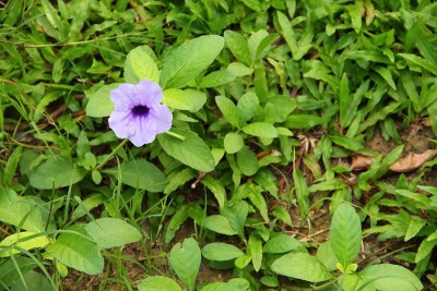 豆荚花紫色绽放在早晨