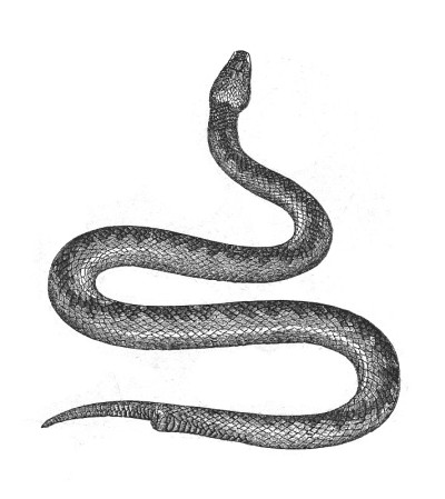 普通欧洲蝰蛇或普通欧洲蝰蛇(Vipera berus) -老式雕刻插图