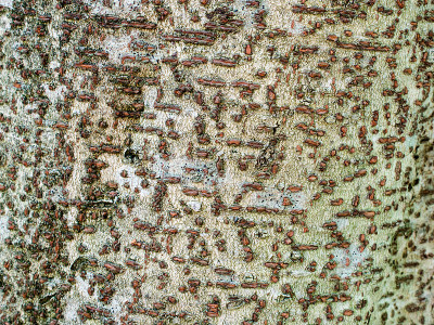 Idesia polycarpa