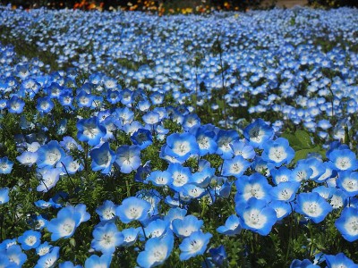 尼莫菲拉