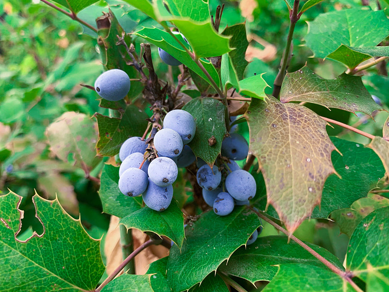 靠近蓝色浆果俄勒冈葡萄常青灌木