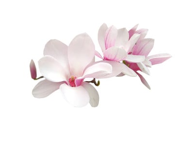 白玉兰花枝孤立白色