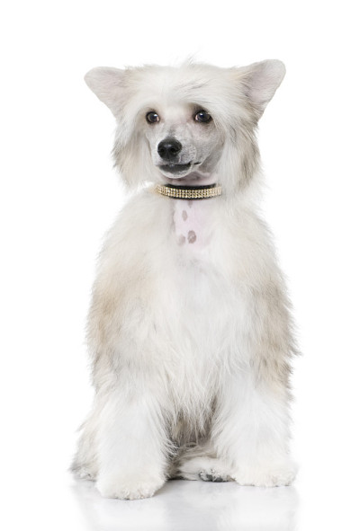 中国冠毛犬坐着