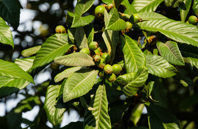 在春天的索契城市公园，绿色的水果与纹理叶日本枇杷(枇杷Japonica)的特写。有选择性的热点。以自