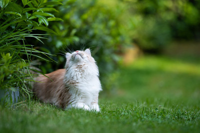 猫在花园