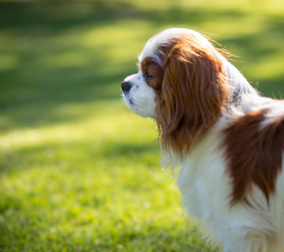 骑士王可卡犬