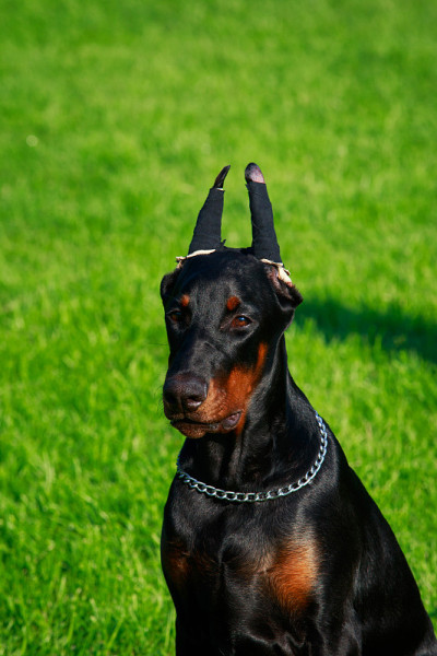 犬种杜宾犬