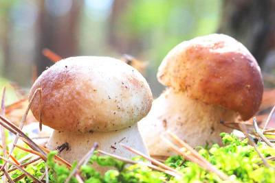 美丽的夏季蘑菇特写在松林针叶和苔藓之间